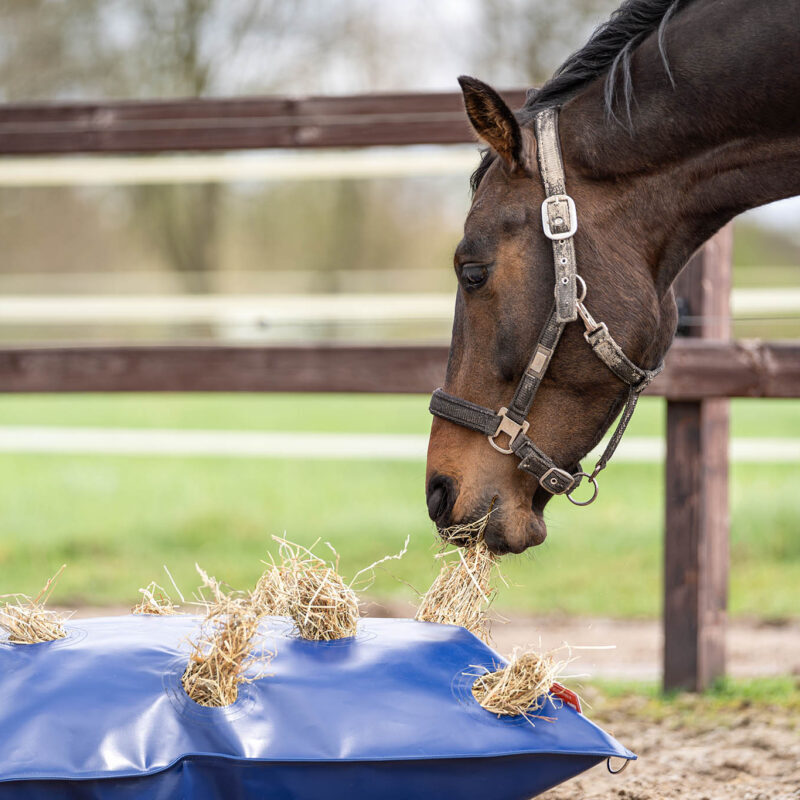 Horse Originals - DaKo Fotografie (Webformaat) 08 Horse Originals - DaKo Fotografie (Webformaat) 08