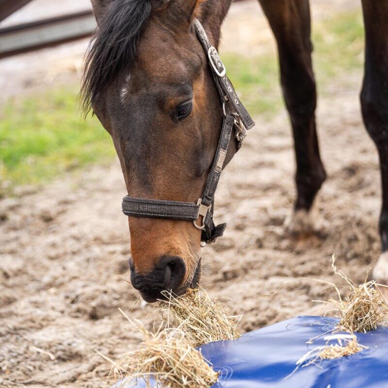 Horse Originals - DaKo Fotografie (Webformaat) 09