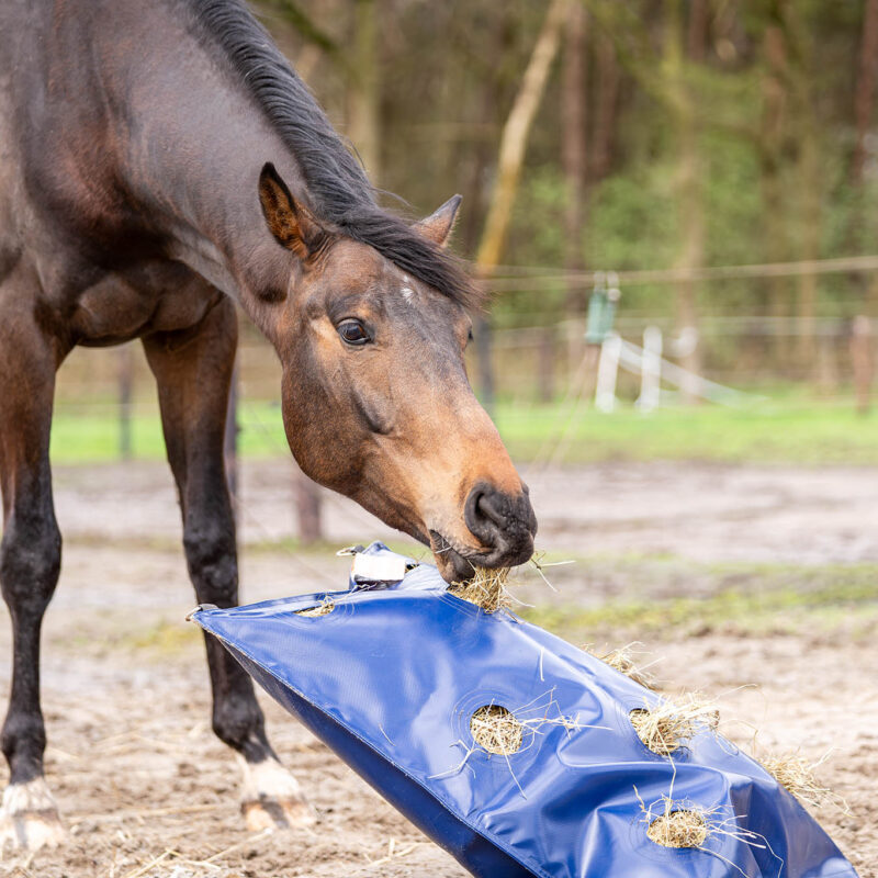 Horse Originals - DaKo Fotografie (Webformaat) 11